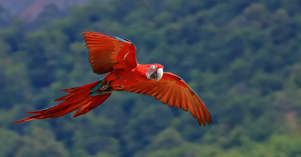 Création du site internet Donjon des Aigles à Beaucens