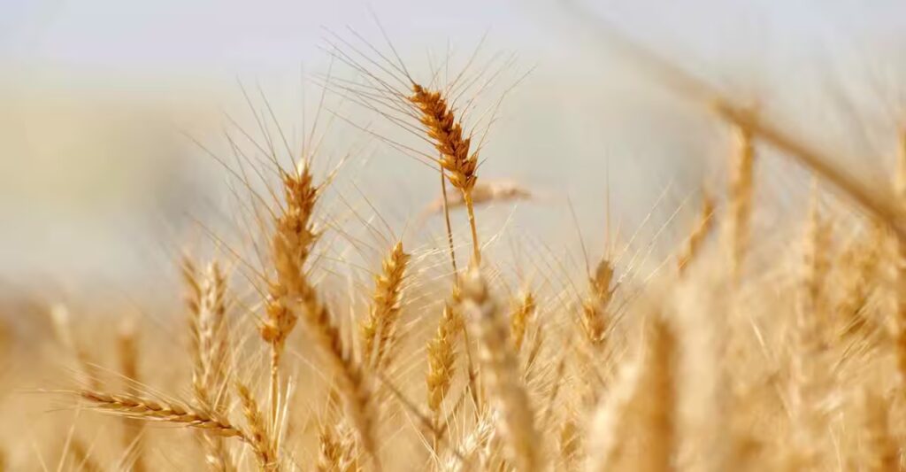 Refonte technique Boulangerie Billaud — de Divi au stack UFO Agency