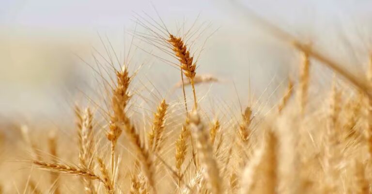 Création site internet Pau Boulangerie Billaud à Doazit