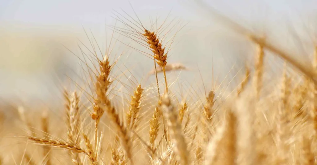 Création site e-commerce Boulangerie Billaud à Doazit